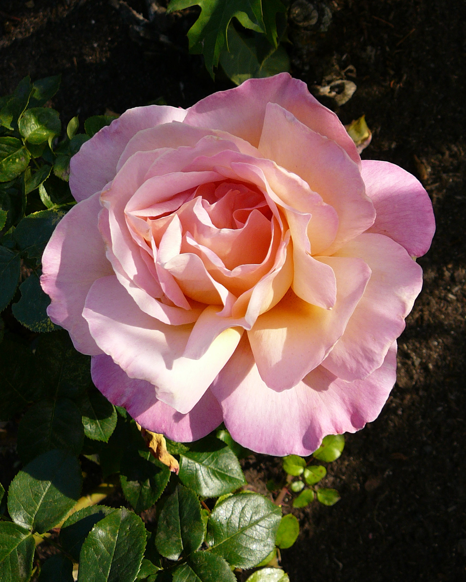 http://fc46.deviantart.com/fs32/f/2008/218/4/c/Pink_Rose_Flower_Stock_Photo_by_Enchantedgal_Stock.jpg